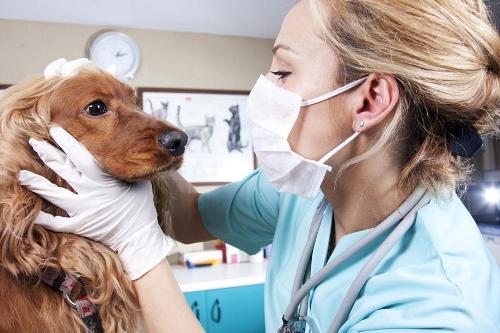 Per la nuova ricetta veterinaria elettronica crescita esponenziale del numero delle prescrizioni digitali dopo la fase di avvio