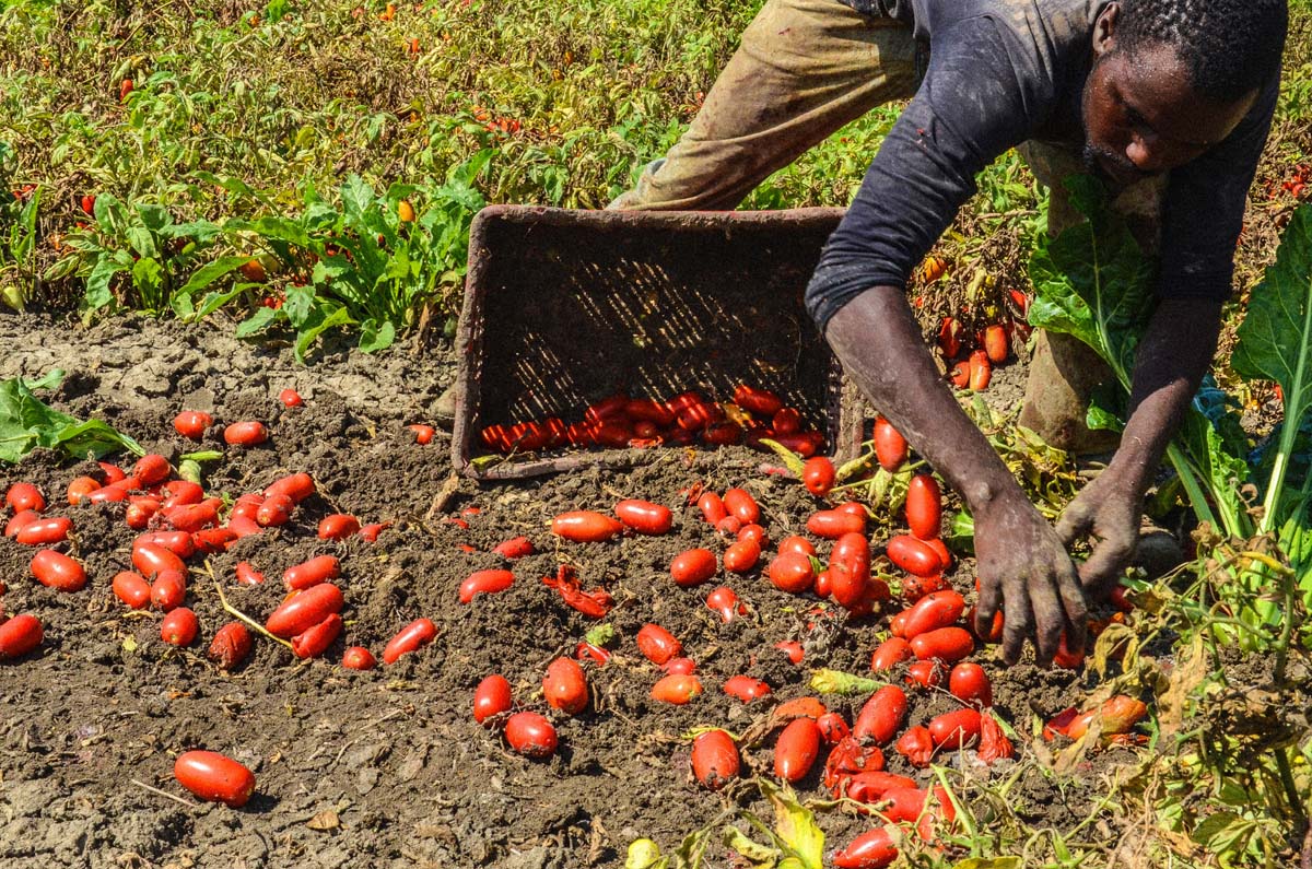 Lotta al caporalato, il presidente della Coldiretti Moncalvo: "Spezzare la catena dello sfruttamento che si alimenta dalle distorsioni lungo la filiera agroalimentare"