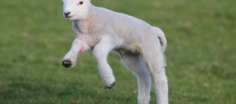 carne di agnello pasqua