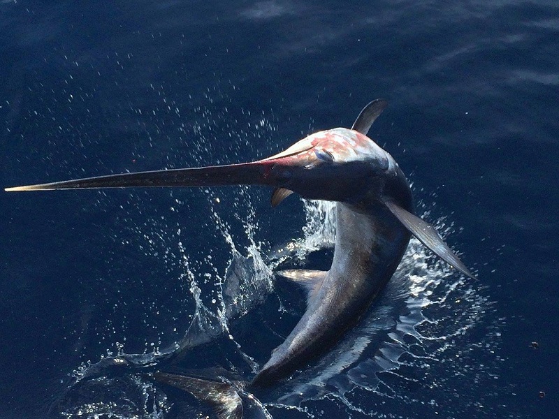 pesce spada quote italia europa