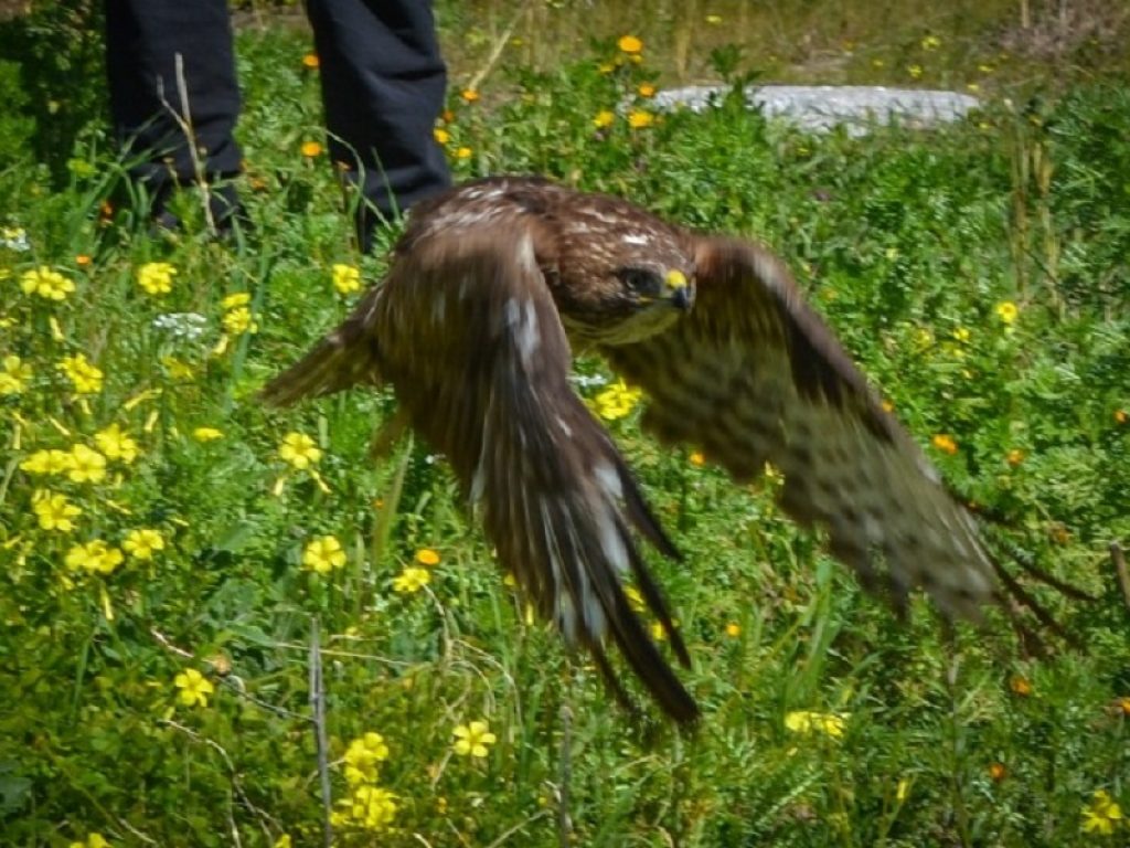 Una poiana salvata e curata dal Centro di Recupero fauna selvatica e tartarughe marine di Cattolica Eraclea, nell'Agrigentino, ha ripreso a volare