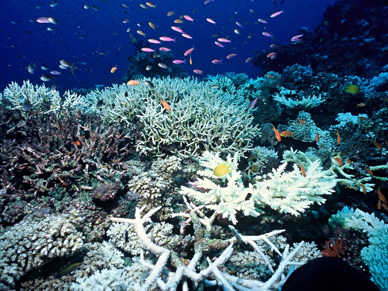 A causa del surriscaldamento e dell'acidificazione degli oceani, secondo il WWF, entro fine secolo è probabile che il 99% delle barriere coralline subisca uno sbiancamento così grave da provocare la morte dei coralli