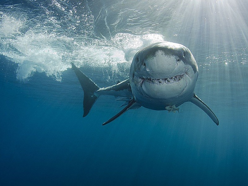 Squalo bianco a rischio estinzione nel Mar Mediterraneo secondo uno studio realizzato dalla Sapienza in collaborazione con la Stanford University, la Virginia Tech University e diversi istituti di ricerca italiani