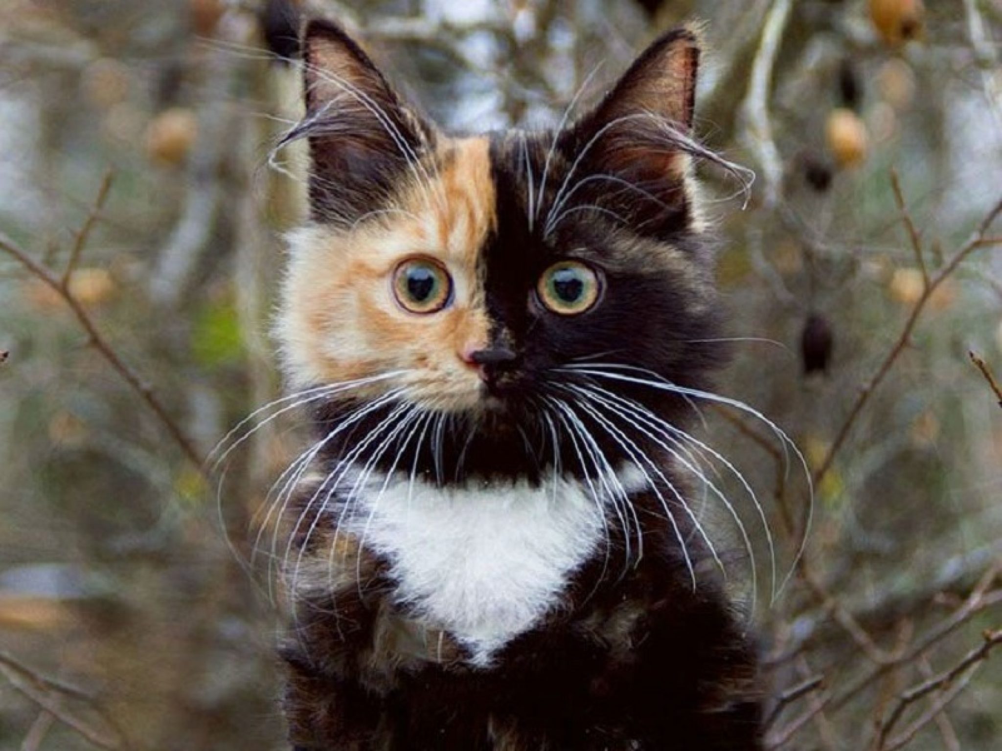 Красивые и необычные окрасы кошек