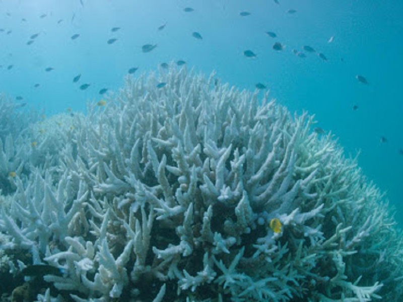 La barriera corallina del Giappone è sbiancata