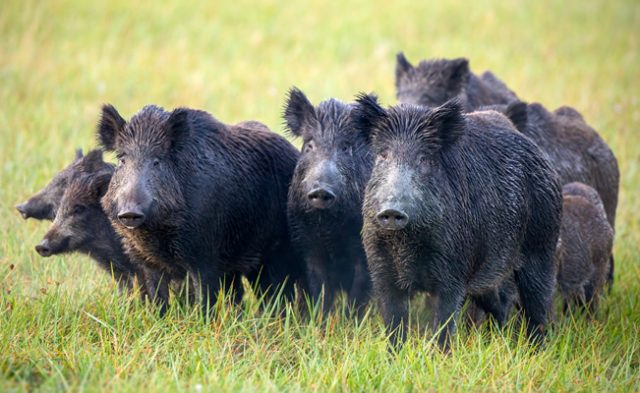 Abbattimenti dei cinghiali in Toscana: la Corte Costituzionale, con sentenza n. 21 depositata il 17 febbraio, ha rigettato il ricorso delle associazioni animaliste