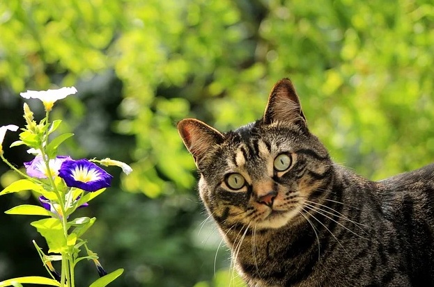 festa del gatto