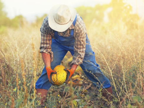 agricoltura caporalato