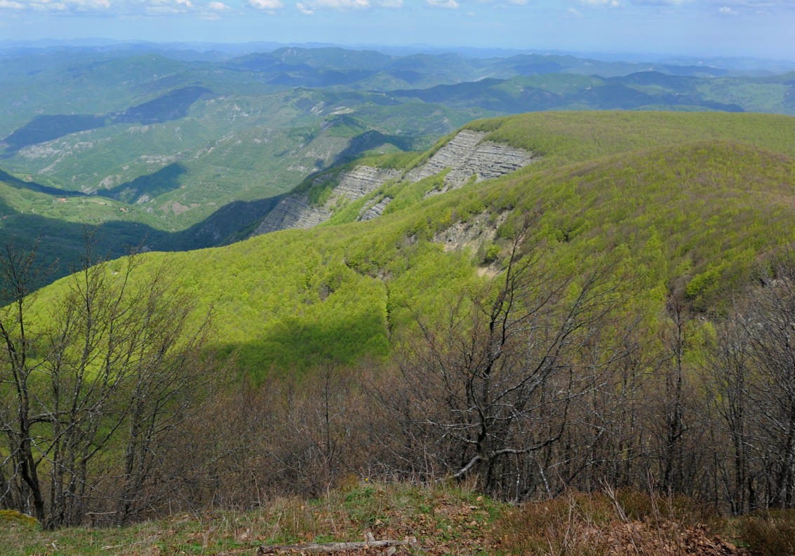 ecosistemi forestali