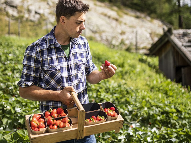 fragole val venosta