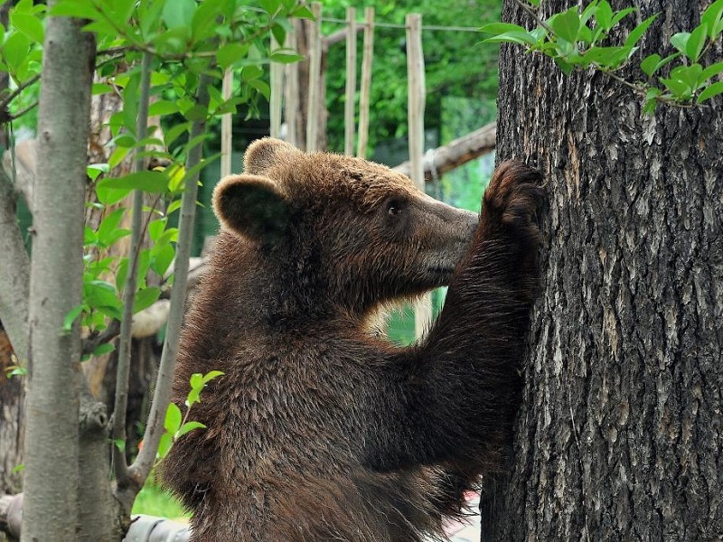 orso m62 fugatti animalisti jj4