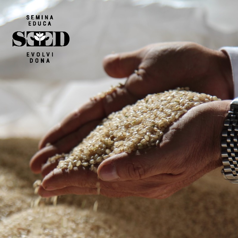 seed-italia