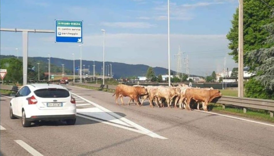 mucche autostrada