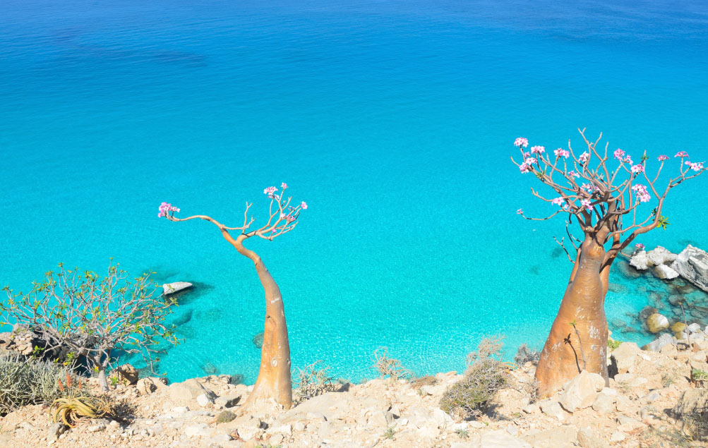 isola di socotra