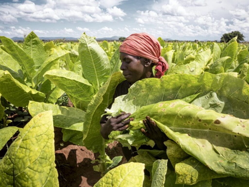 tabacco malawi