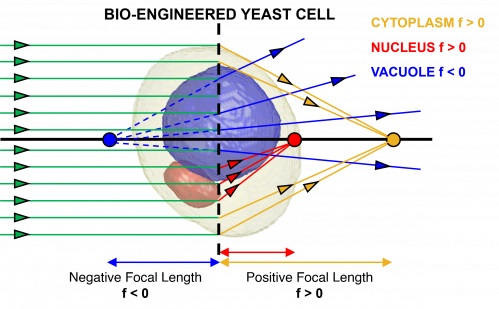 cellule biologiche