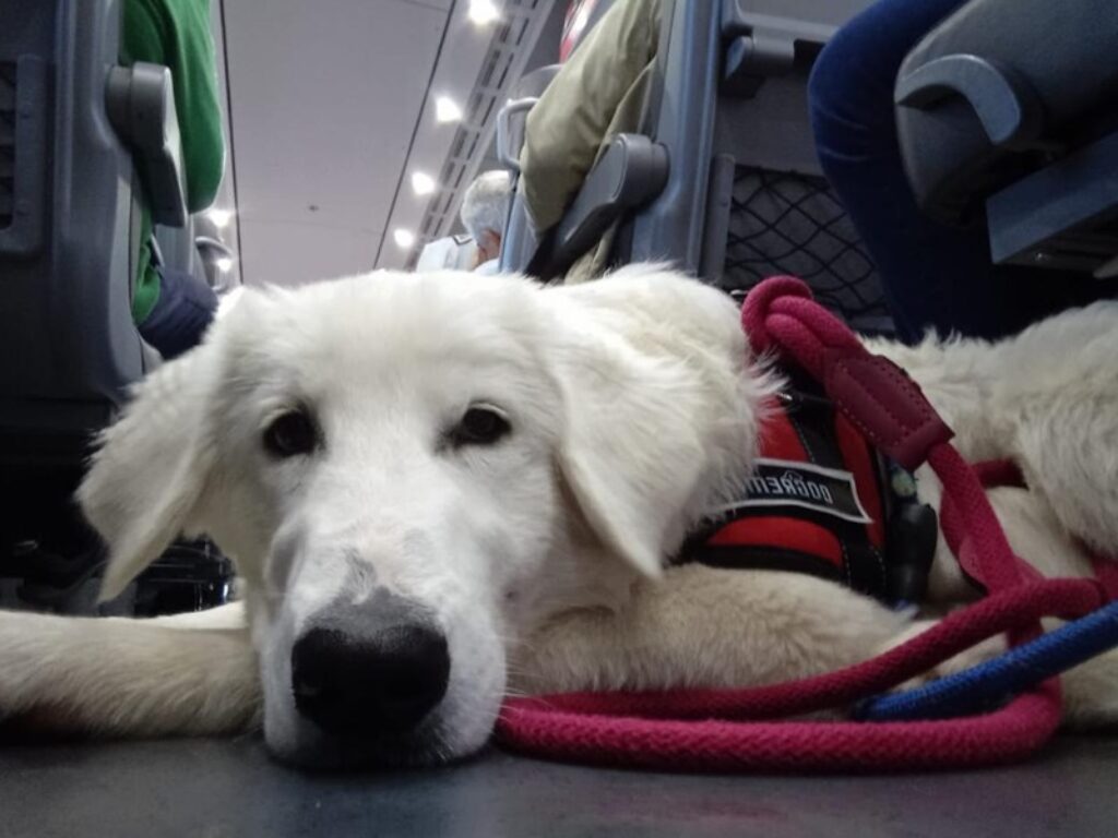 cane treno empethy italo