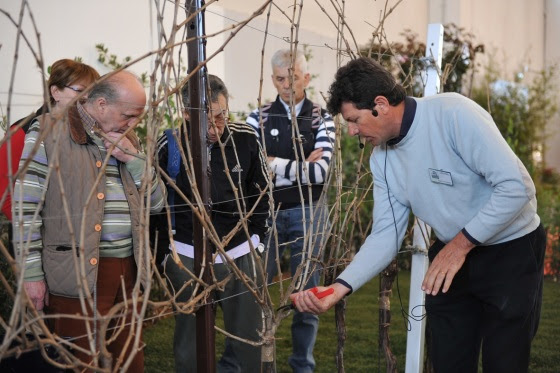 fiera di vite in campagna