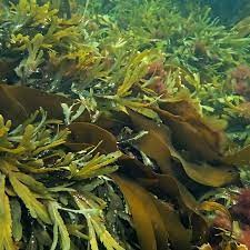 Fucus vesiculosus alga