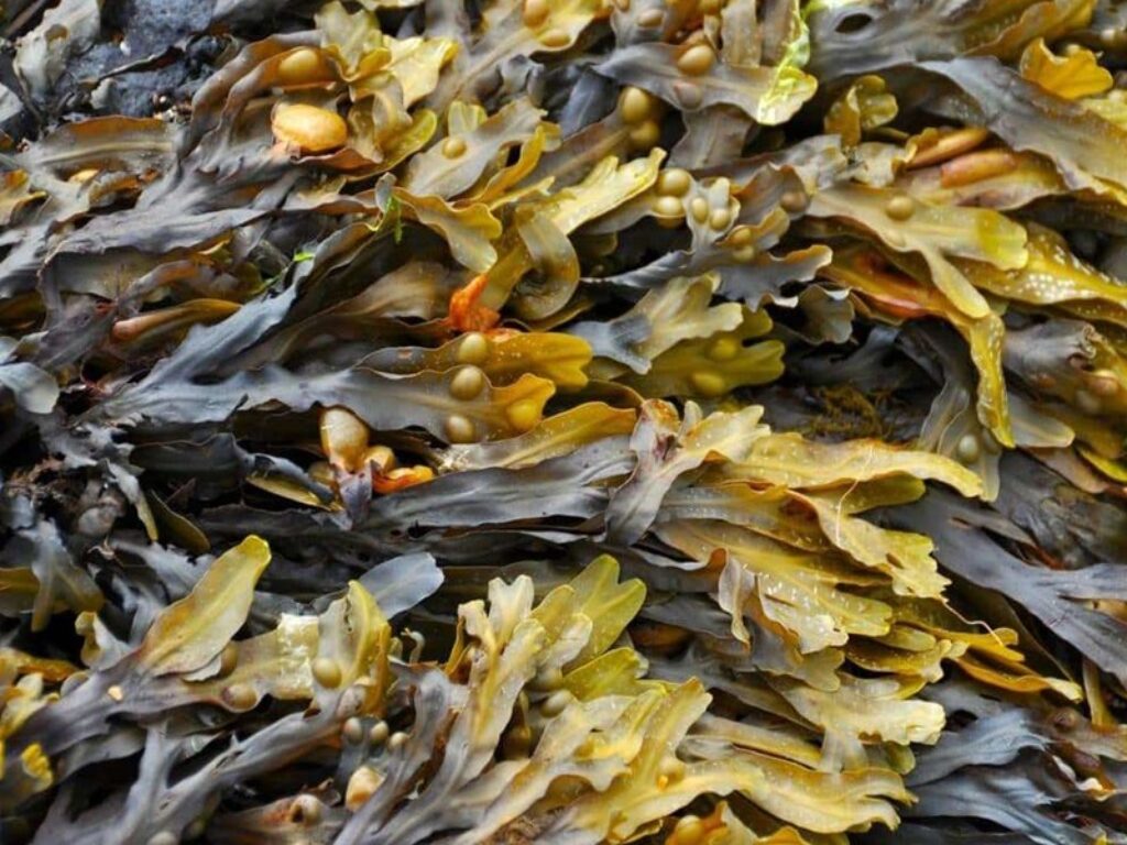 Fucus vesiculosus