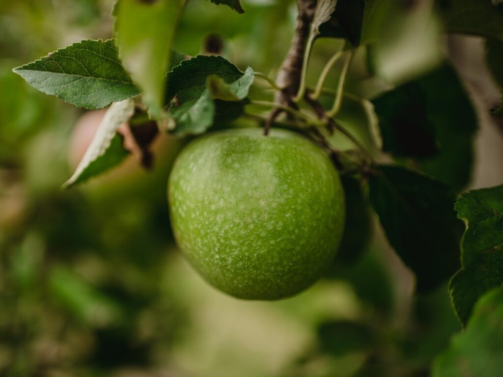 Granny Smith Val Venosta