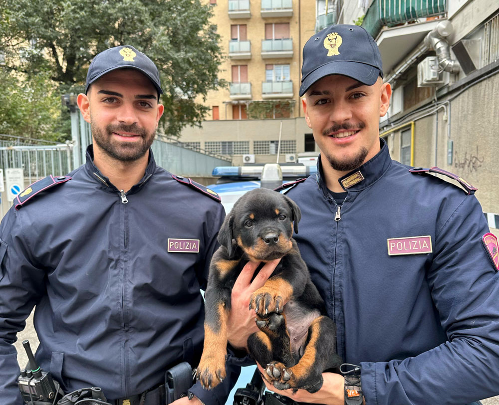 cucciolo di rottweiler