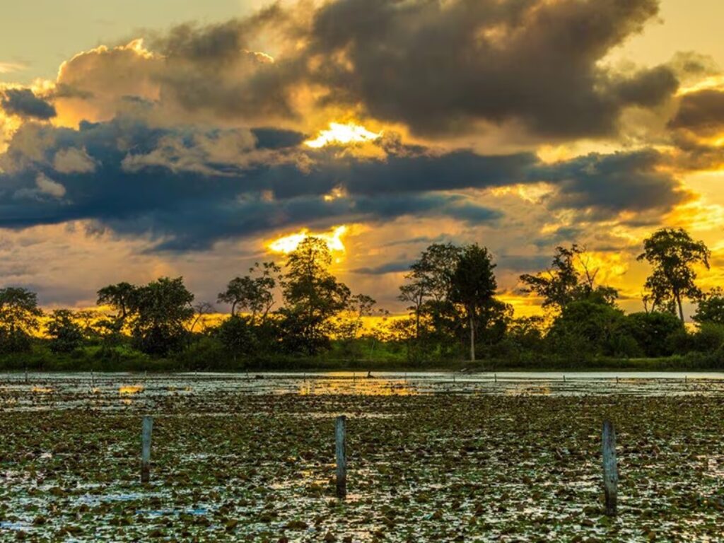 pantanal