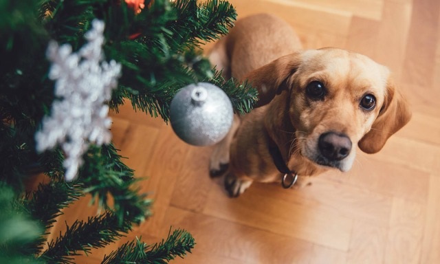 animali natale