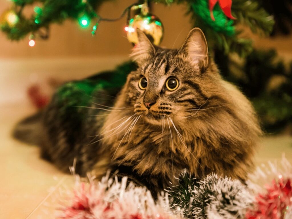 animali natale