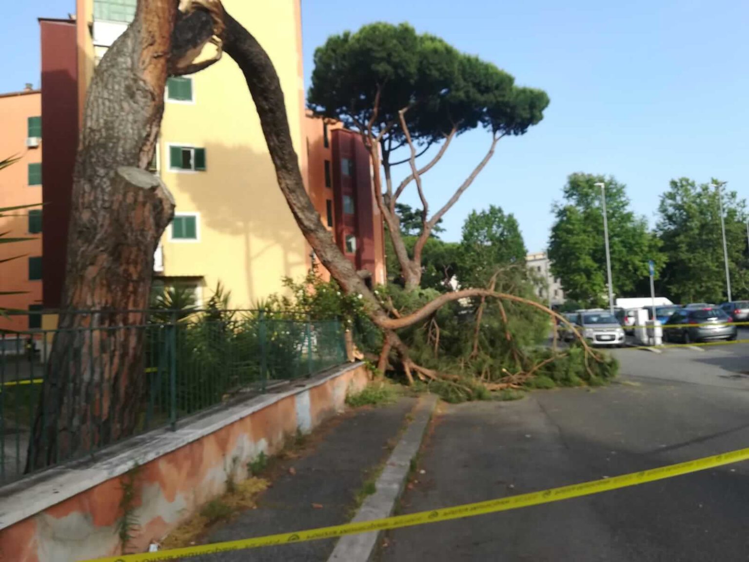 albero caduto san basilio